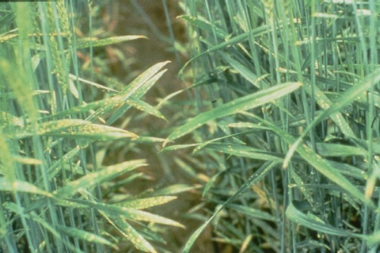 yellow leafs spots on Cl deficient wheat